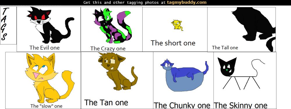 TagMyBuddy-Image-6102-Cats